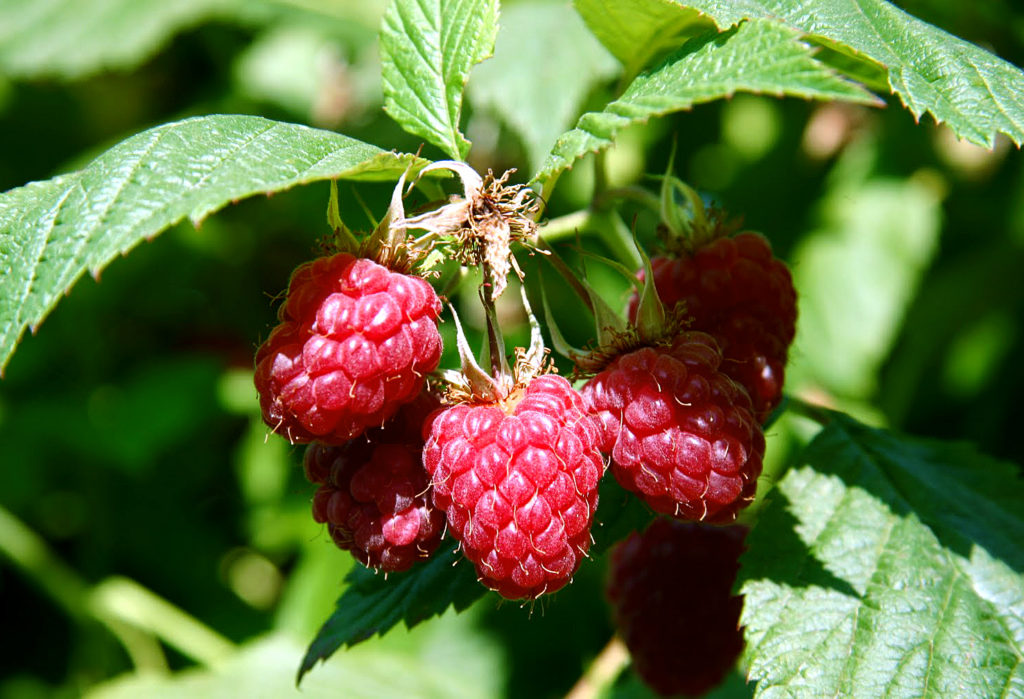 How to grow Raspberry in container | Growing raspberries - NatureBring