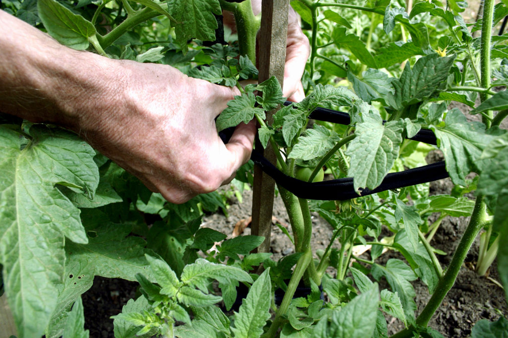  Tomato plant