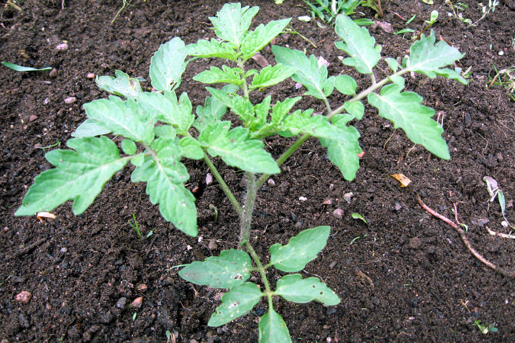 Tomato plant