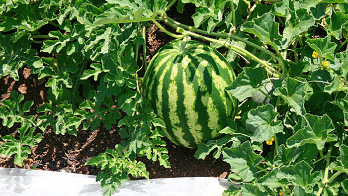 Watermelon | Watermelon plant