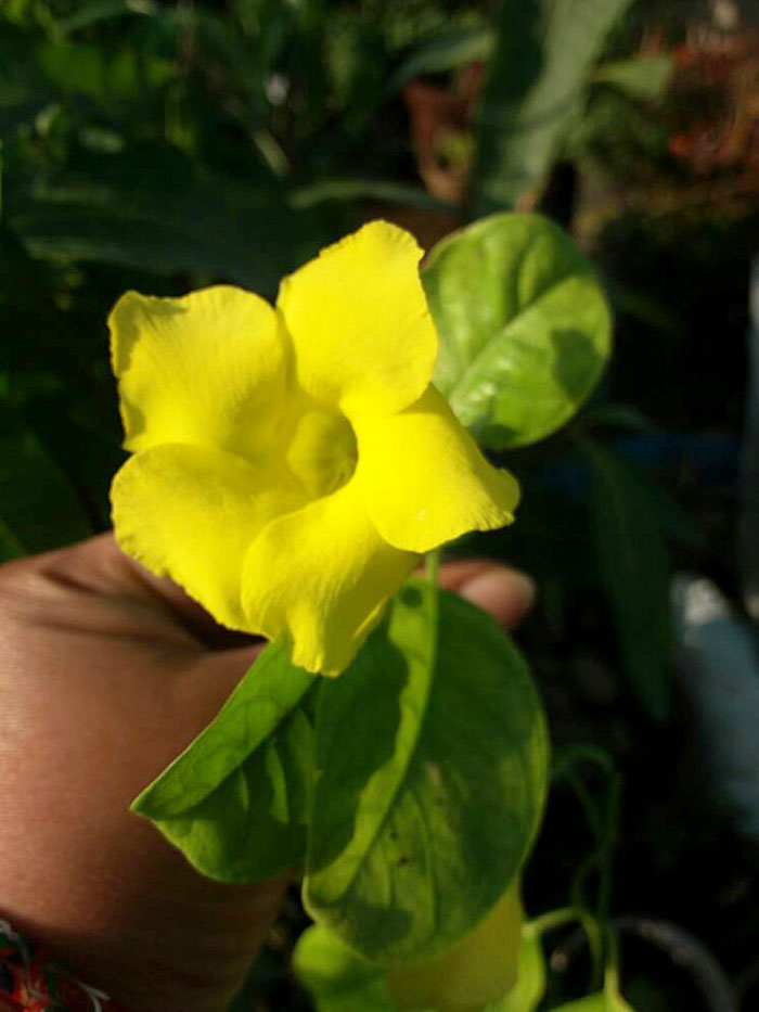 Allamanda