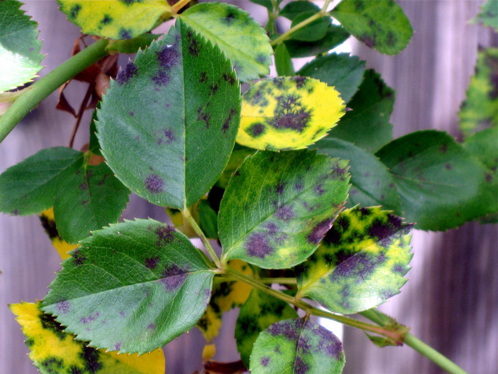 How to control Black spot on the rose leaves | How to use an organic fungicide