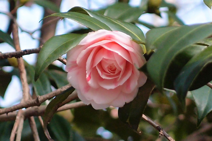 How to Grow Camellia | Growing Camellia plant in a container - NatureBring