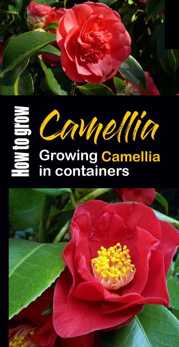Camellia | camellia japonica