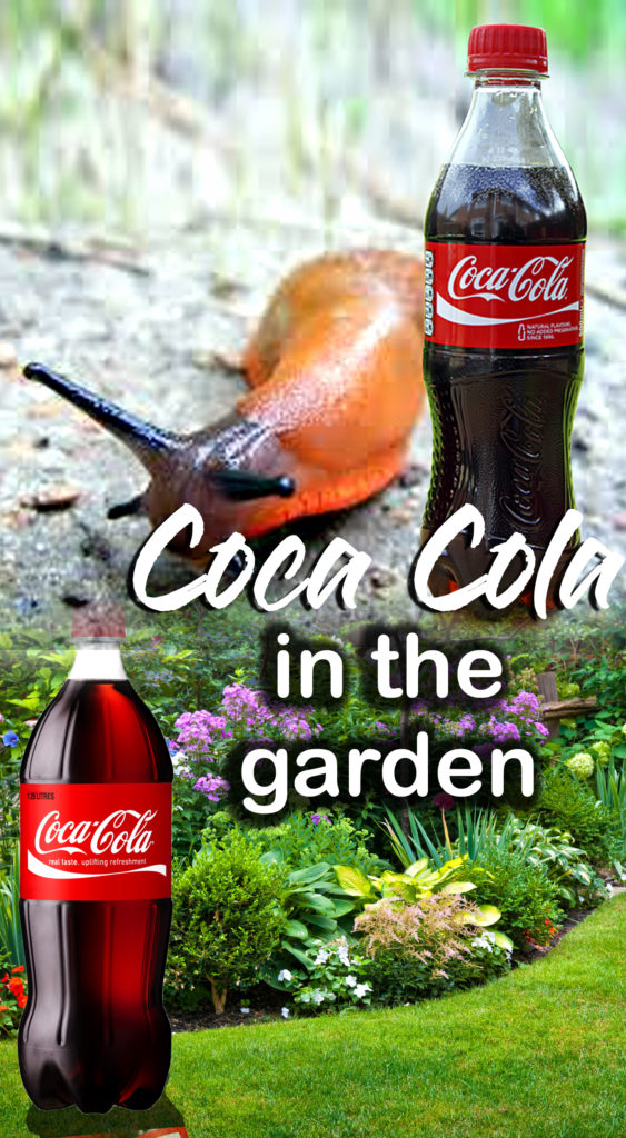 Coca Cola | Coca Cola in the garden