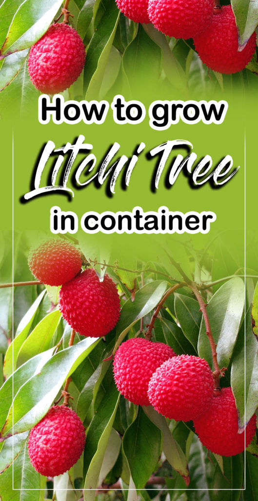 Litchi Tree | Growing Litchi | Lychee