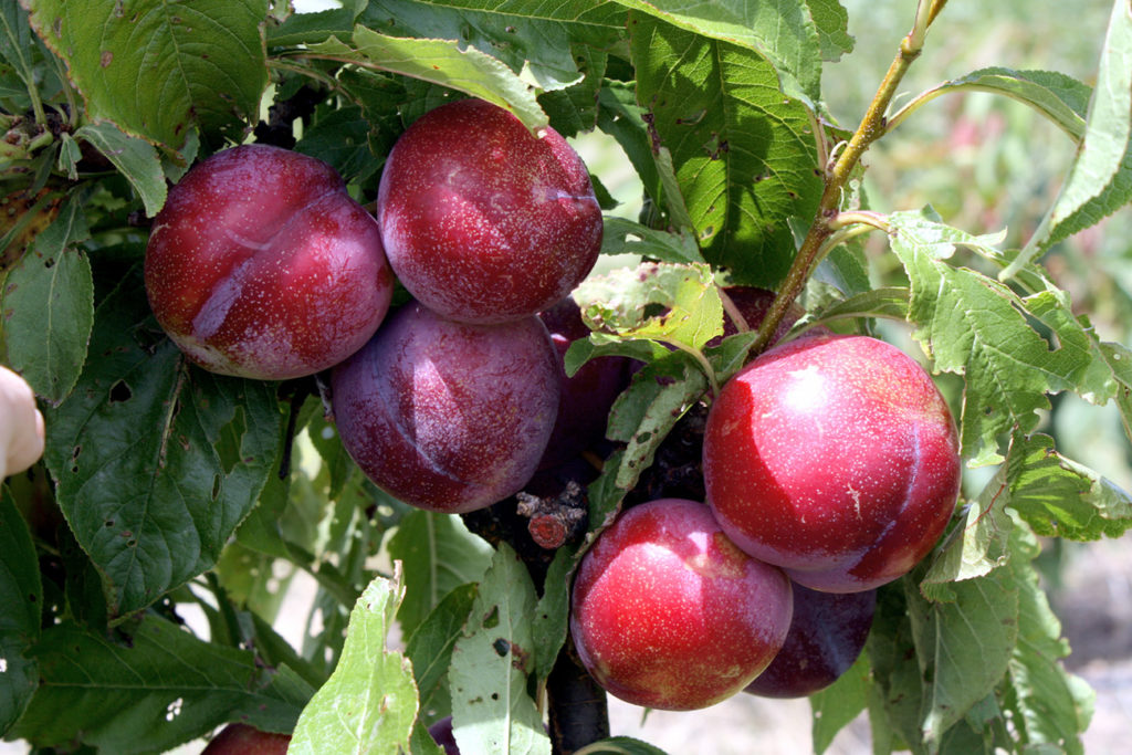 Plum Tree | Growing Plums | Prunus