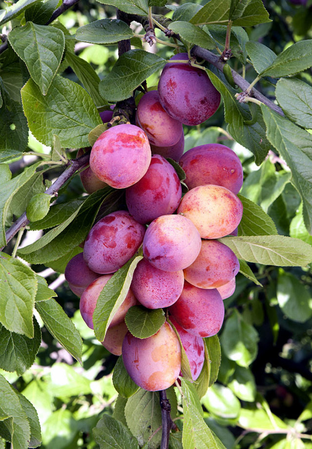 How to grow Plum Tree in containers Growing Plums Prunus