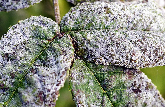 Baking Soda In The Garden