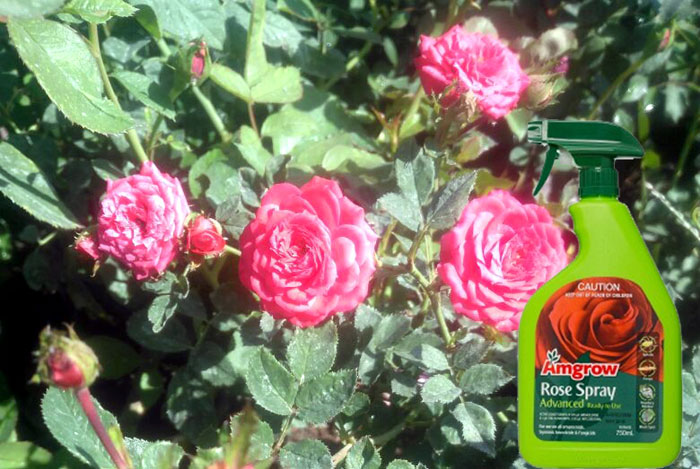 How to control Black spot on the rose leaves | How to use an organic fungicide