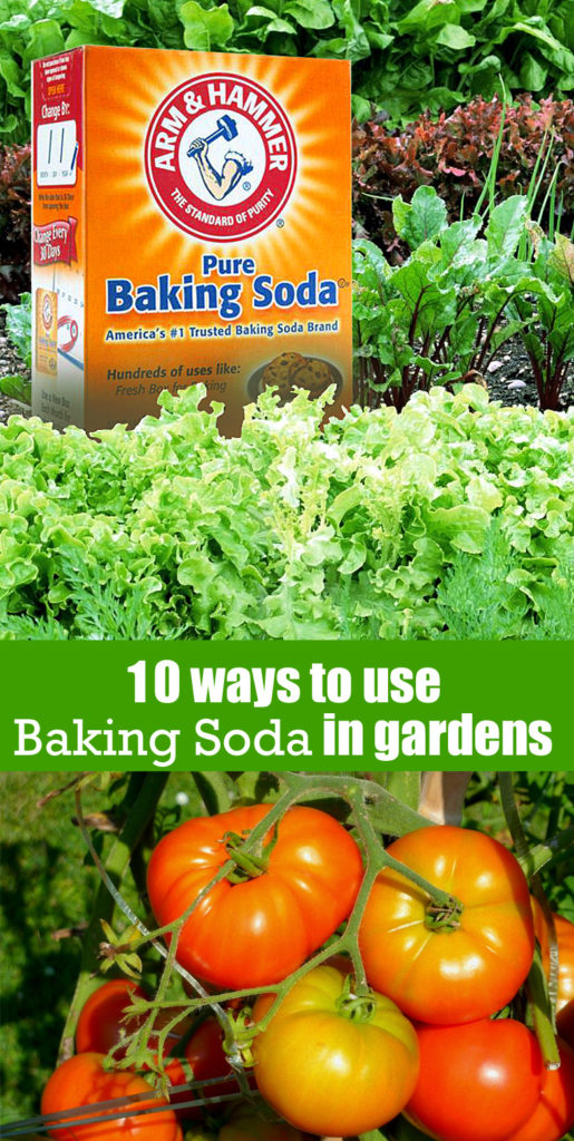 Baking Soda | sodium bicarbonate | organic pesticides