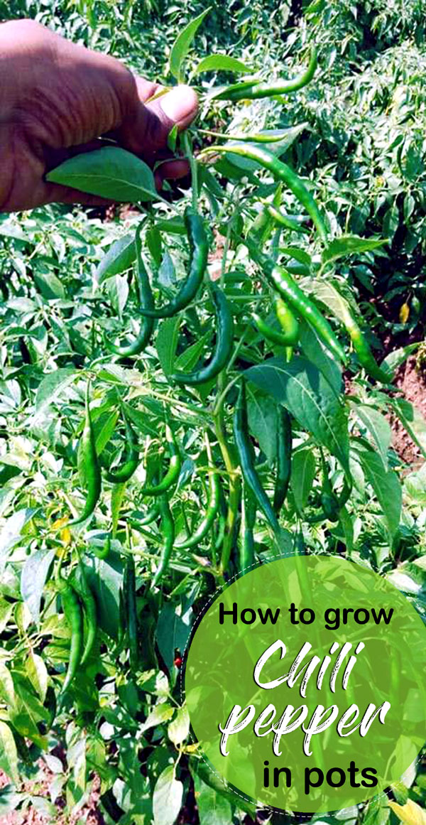 Growing Chili pepper | Hot Pepper | Chilli plant