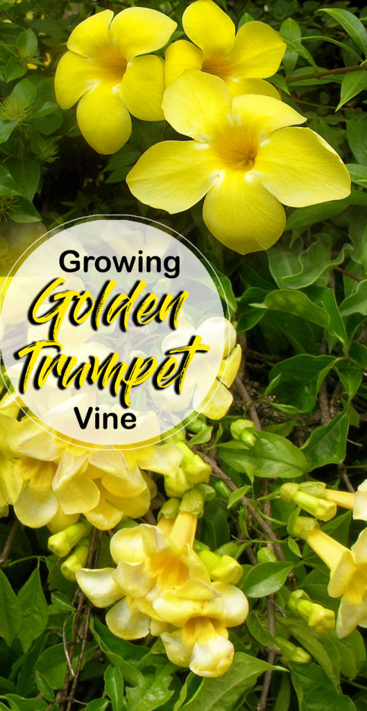 Allamanda | Golden trumpet vine | allamanda plants