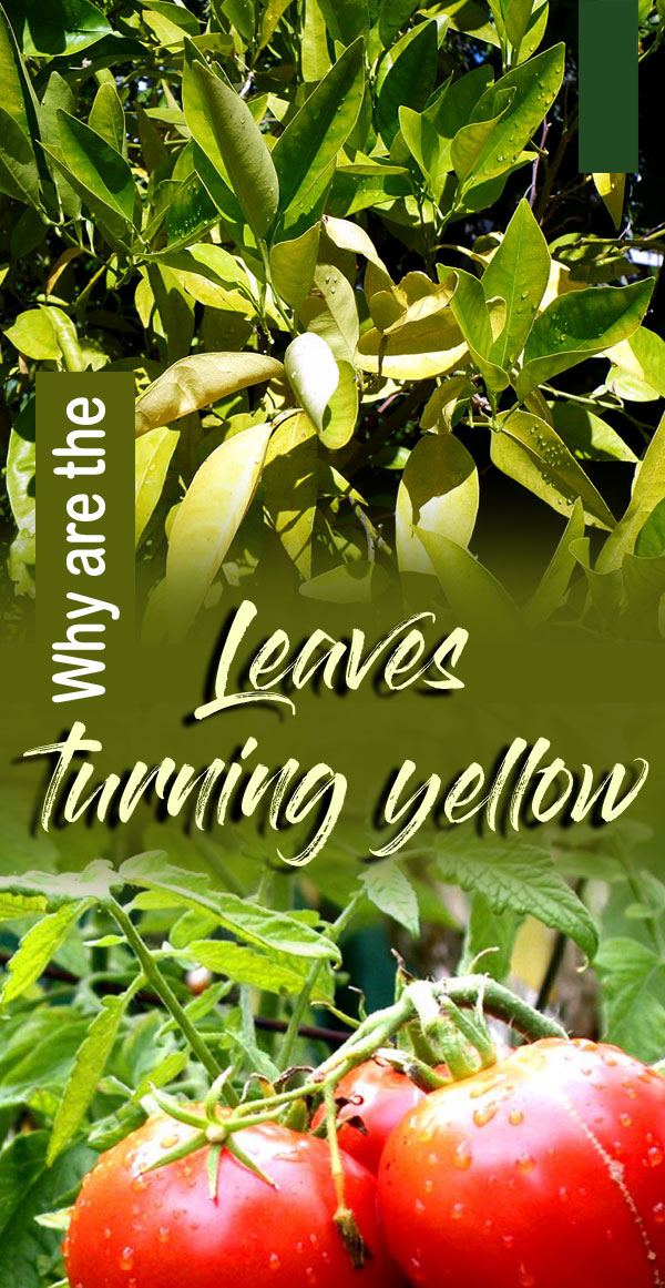 why leaves turning yellow | yellow leaves on plants