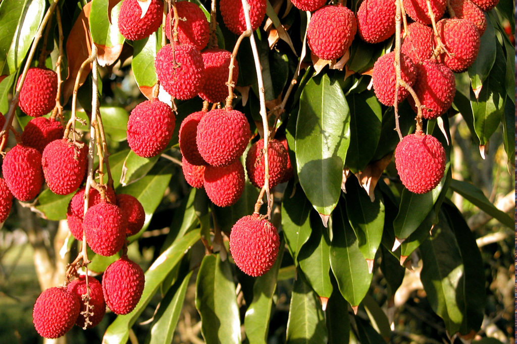 Litchi Tree | Growing Litchi | Lychee