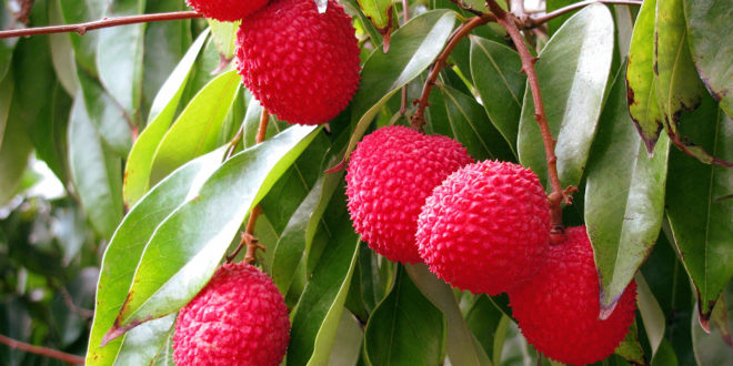 Lychee Baum