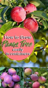 How to grow Plum Tree in containers | Growing Plums | Prunus