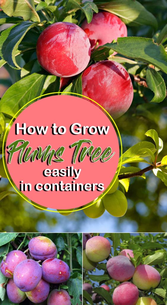 Plum Tree | Growing Plums | Prunus