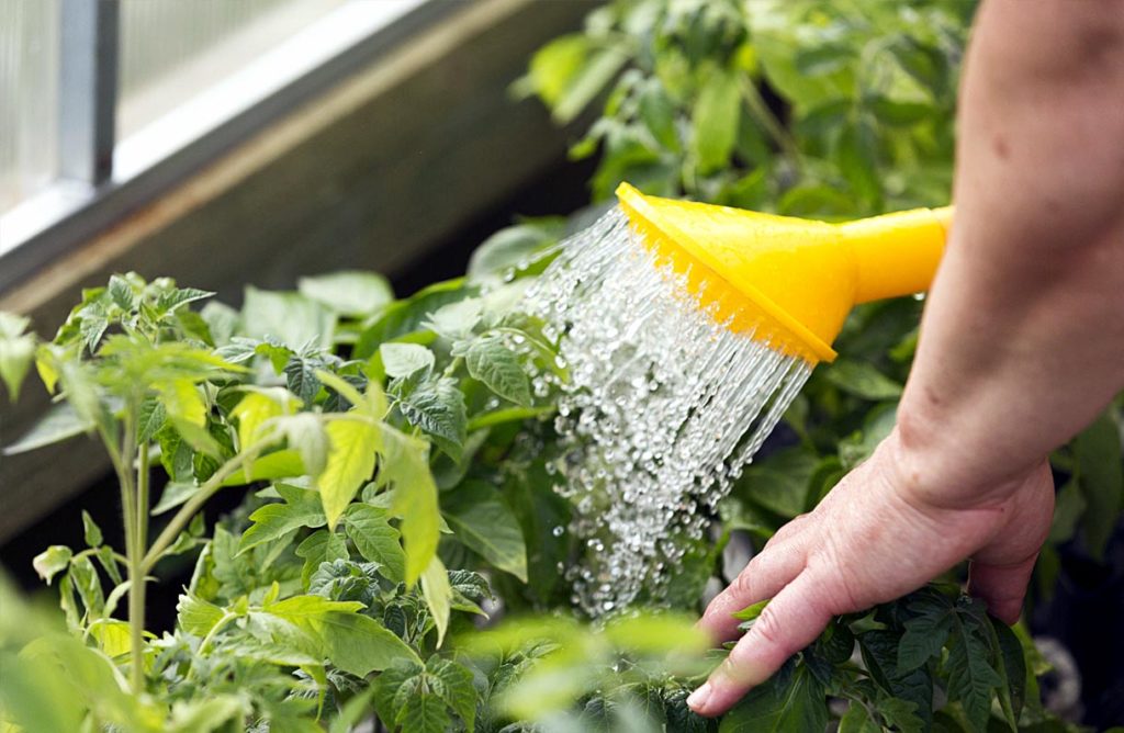 Watering tips for Garden Plants | Nature Bring - NatureBring