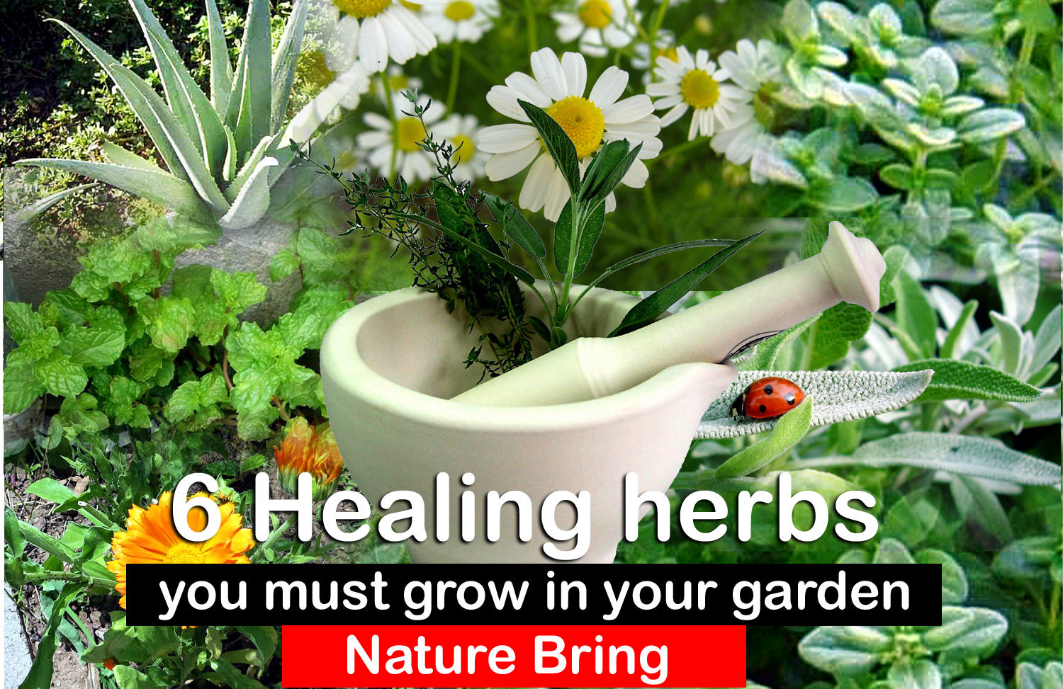 Open Our Wild Hearts to the Healing Herbs