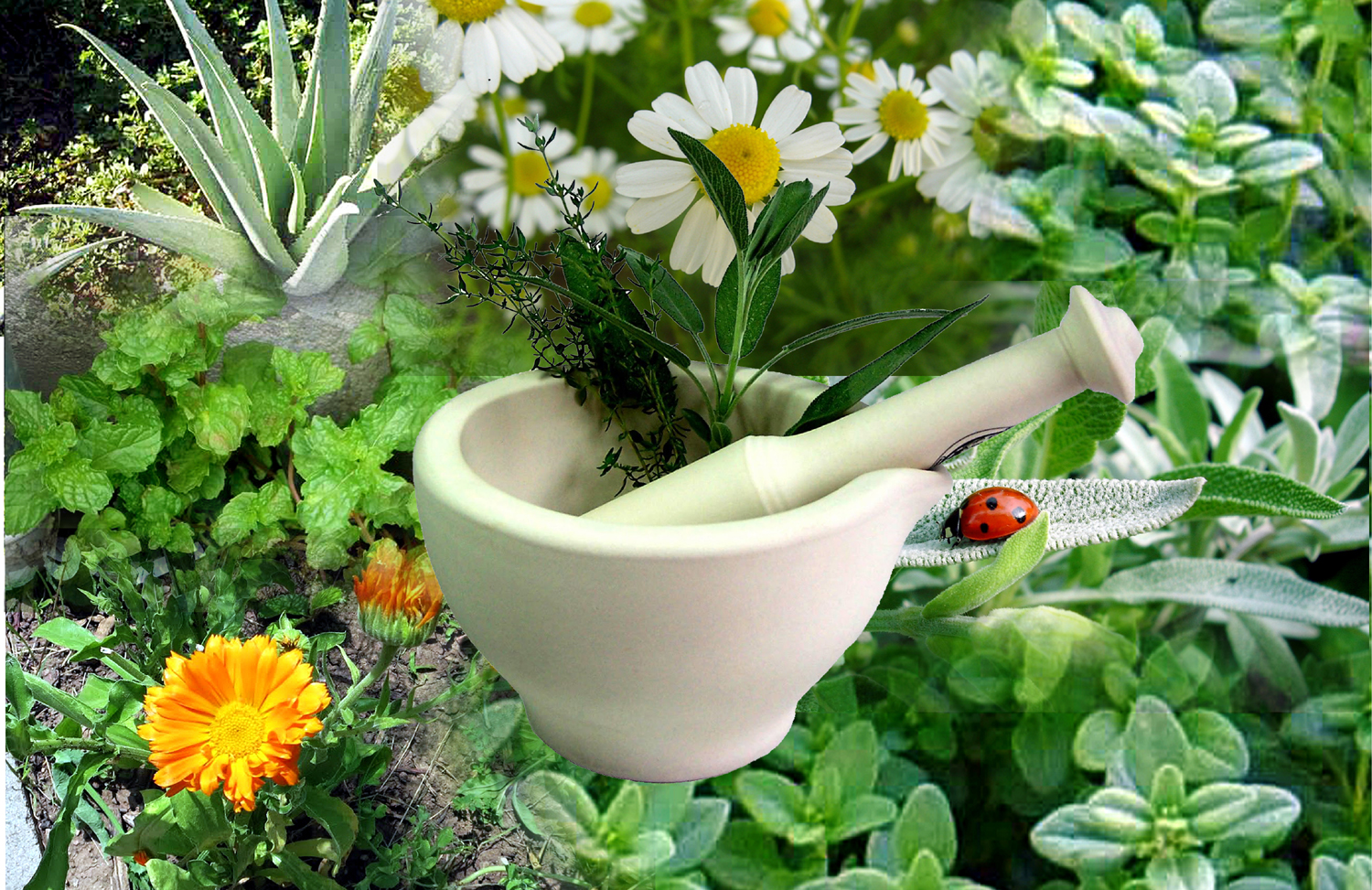 6 Healing herbs you must grow in your garden: Nature Bring