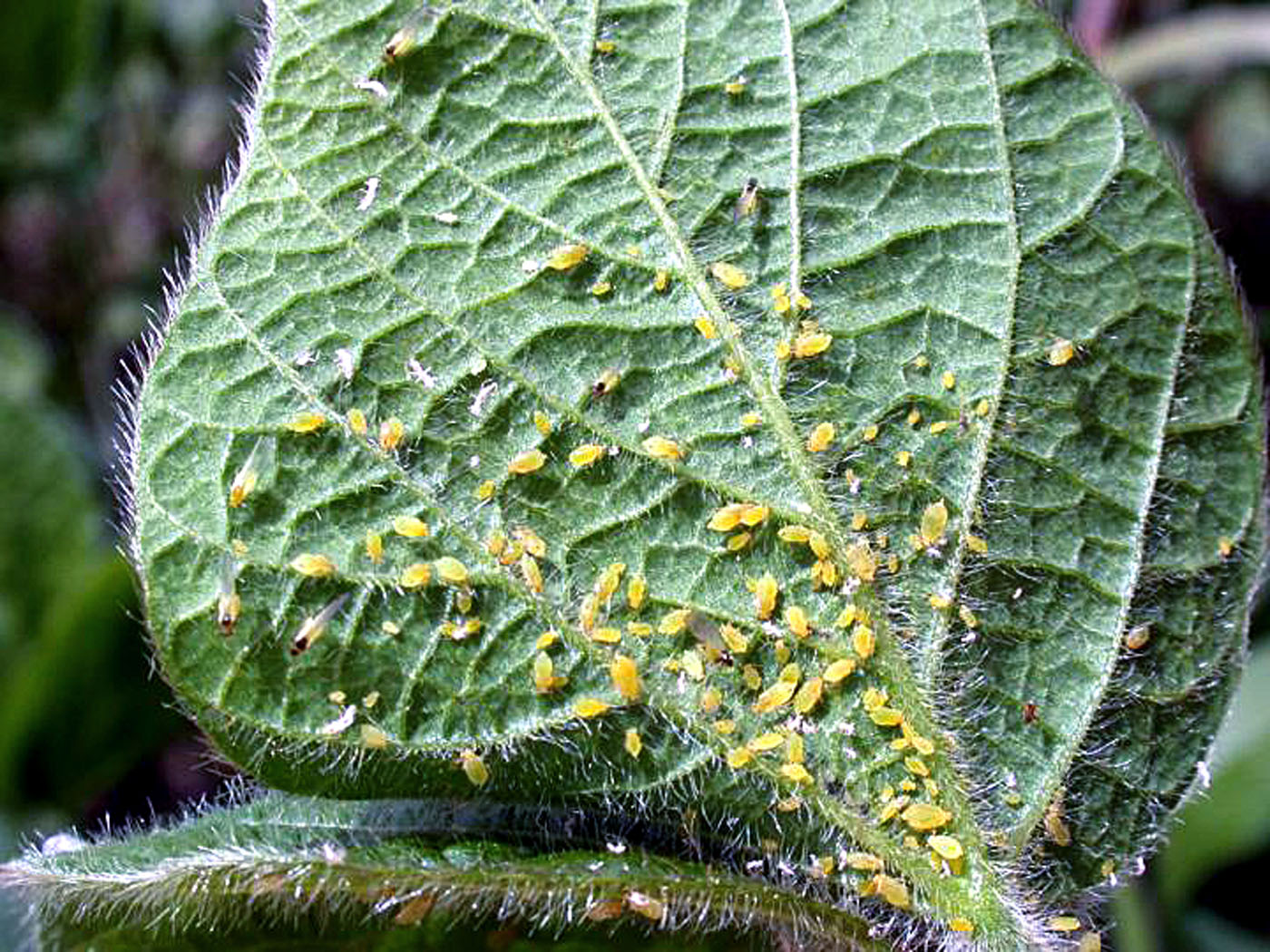 How to Get Rid of Aphids | Natural Ways to Get Rid of Aphid