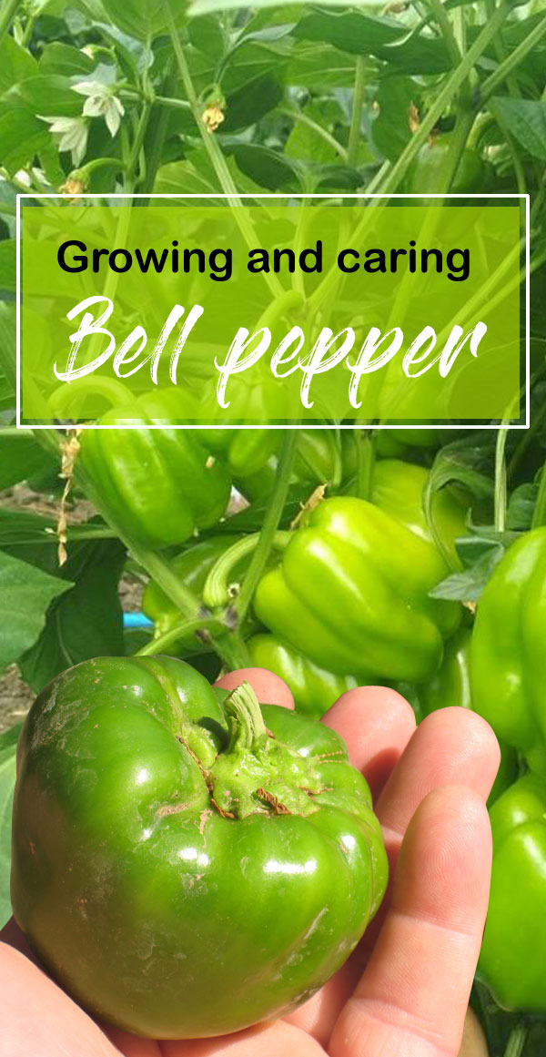 Bell Peppers | Growing Bell Peppers | Sweet peppers | Shimla mirch