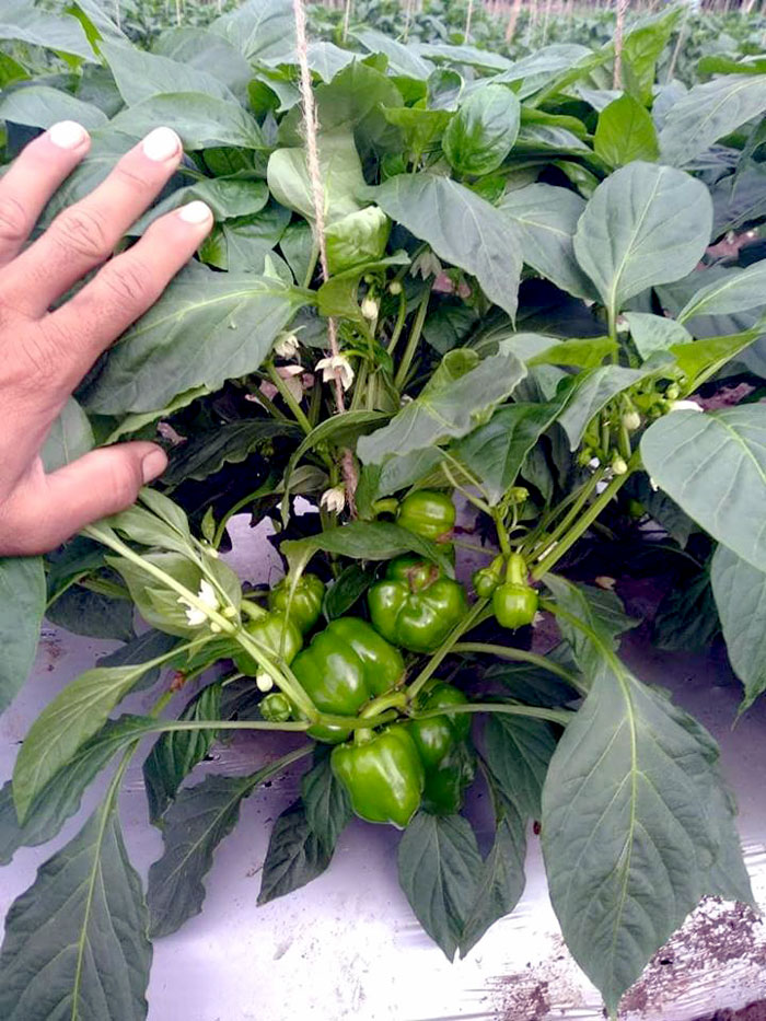 planting bell pepper seedlings bonnie