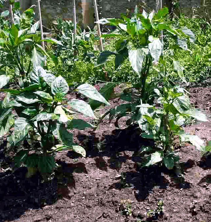 Bell Peppers | Growing Bell Peppers | Sweet peppers | Shimla mirch