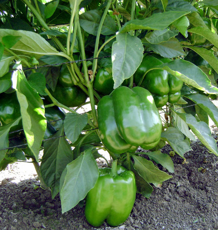 Bell Peppers | Growing Bell Peppers | Sweet peppers | Shimla mirch