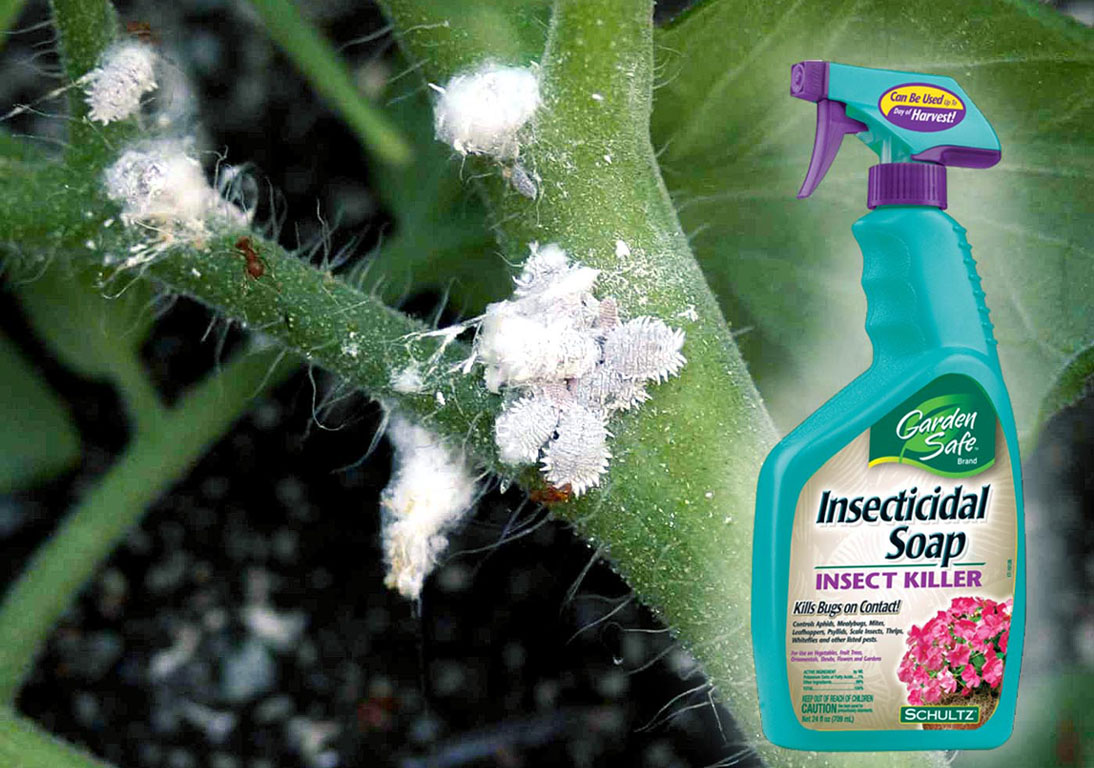 How to get rid of Mealybugs an organic way | Garden care - Naturebring