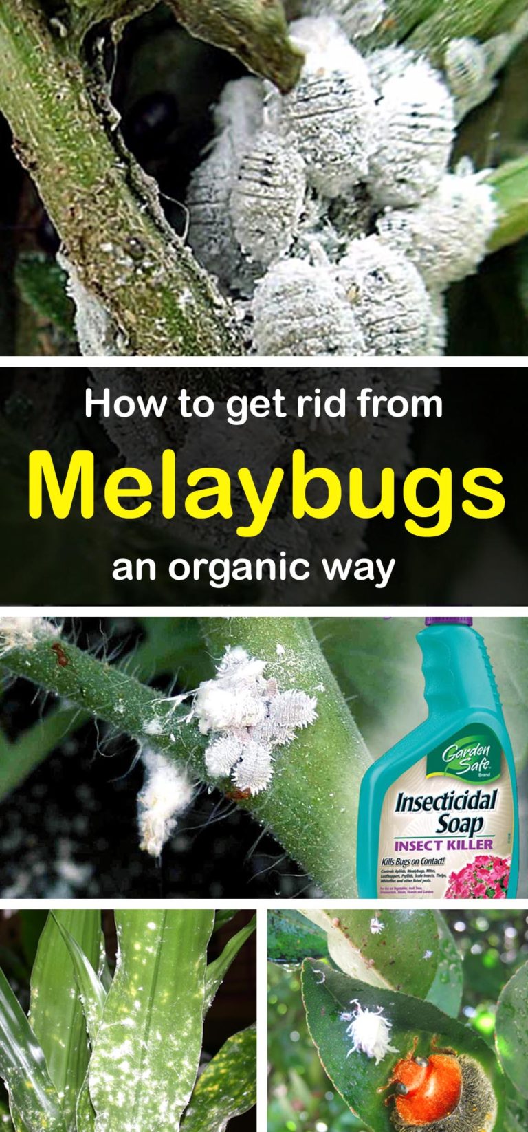 How to get rid of Mealybugs an organic way | Garden care - Naturebring