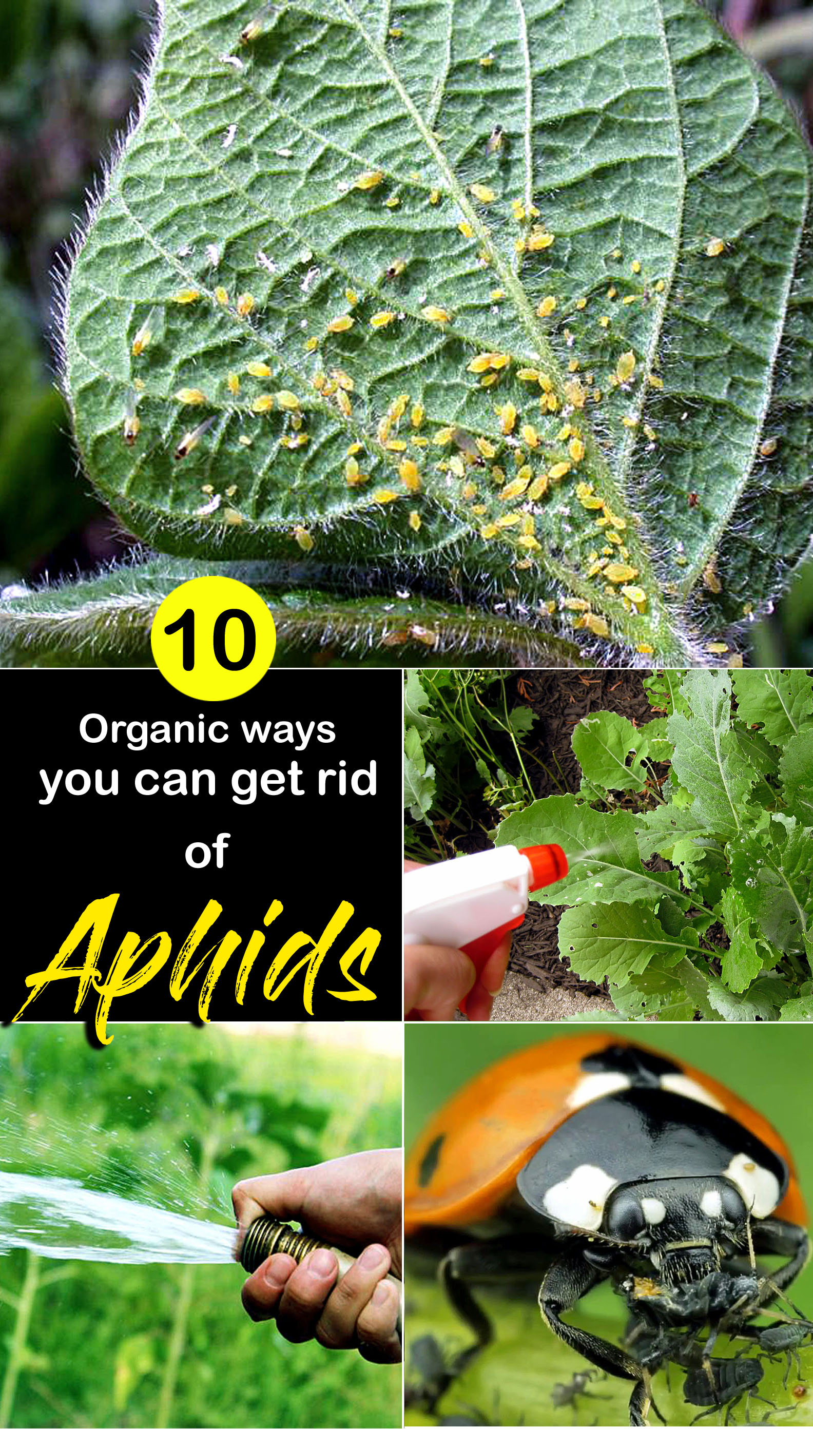 Organic Ways You Can Get Rid Of Aphids For Pin 