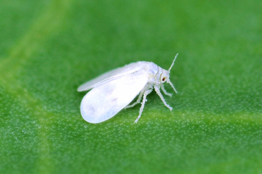 Whitefly