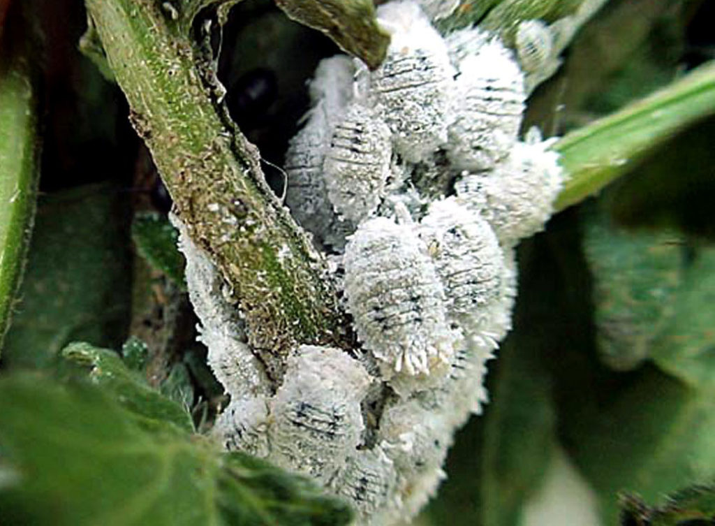 How to get rid of Mealybugs an organic way | Garden care - Naturebring