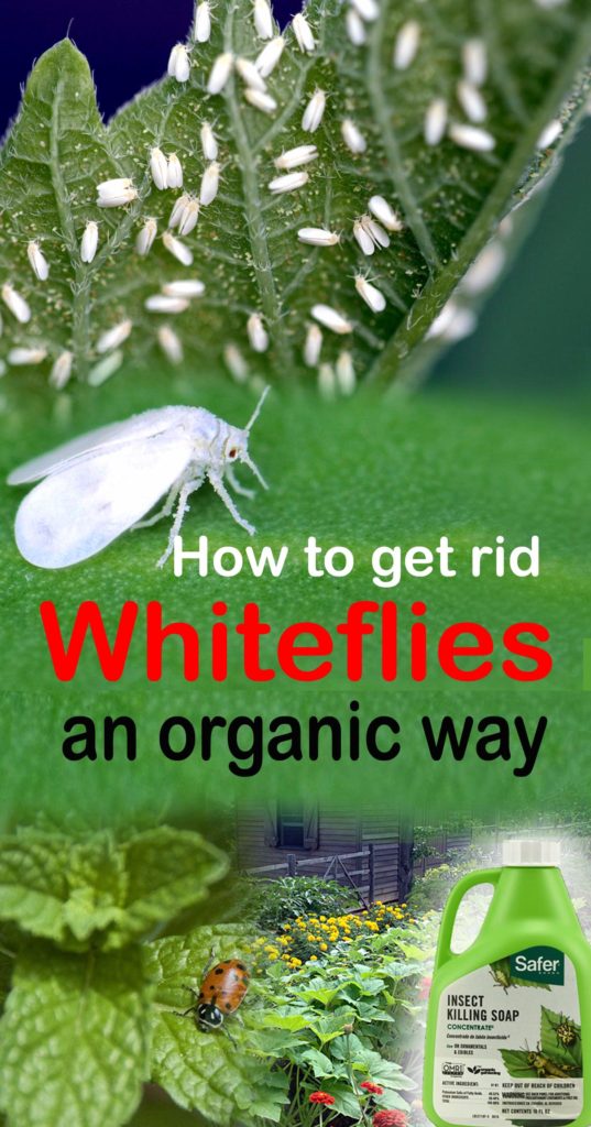 How To Get Rid Of Tiny White Flies