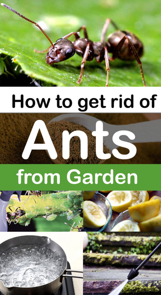 How to get rid of Ants in your Garden I Using 7 natural