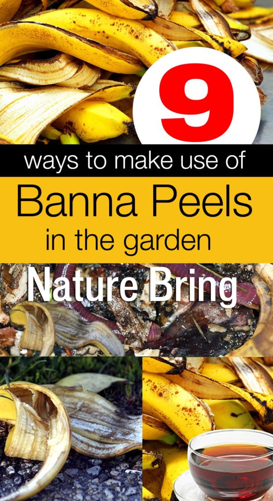 Banana Peels | Banana peels in the garden