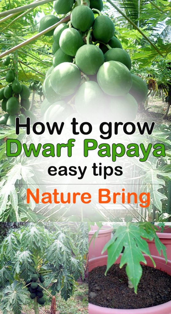 Growing papaya tree | How to grow Papaya in a container | Dwarf Papaya