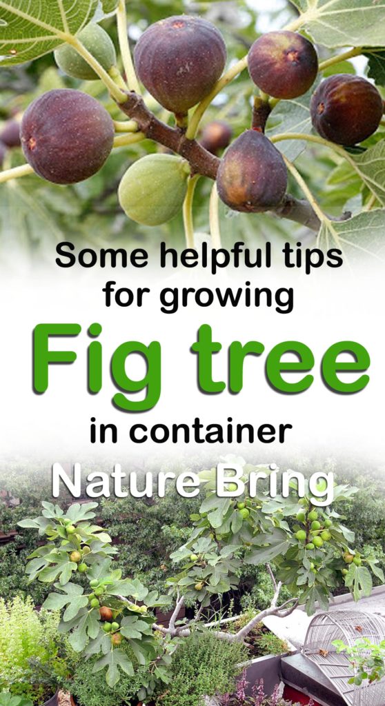 How to grow Fig trees in pot Growing Fig Figs care Naturebring