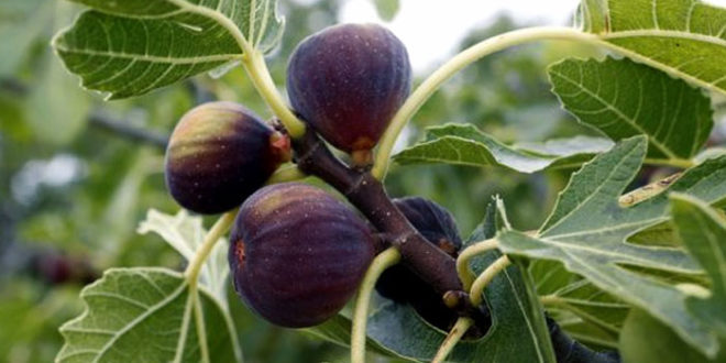 How to grow Fig tree in container | Growing Fig plant - NatureBring