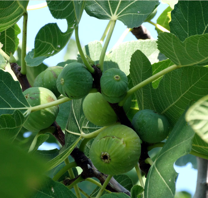 fig plant