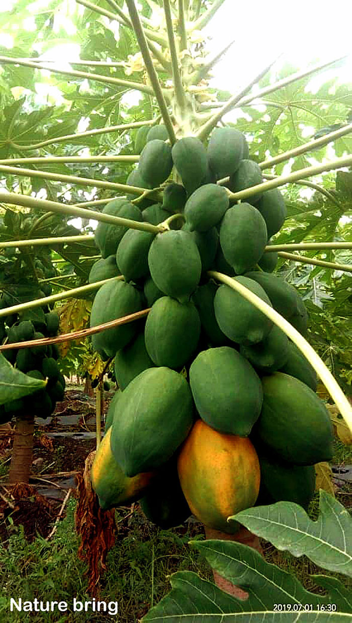 Growing papaya tree | Papaya | Dwarf Papaya plant