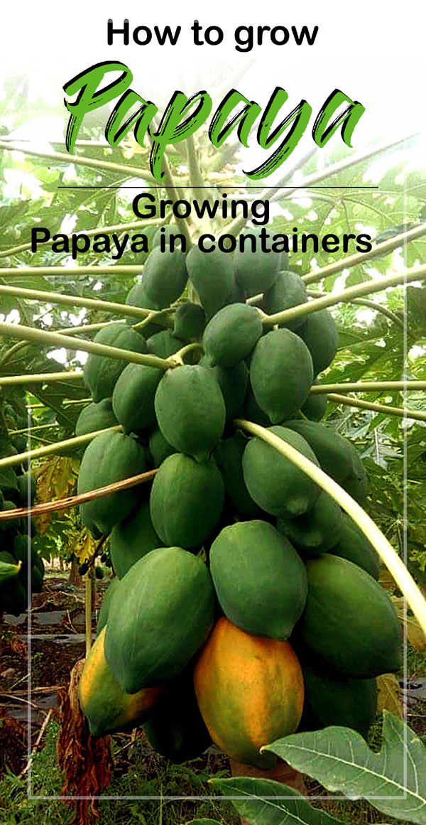 Growing papaya tree | Papaya | Dwarf Papaya plant