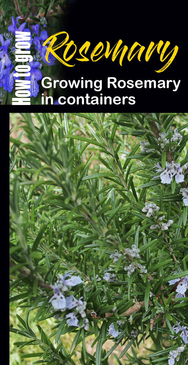 how to grow rosemary plant | growing rosemary | rosemary herb