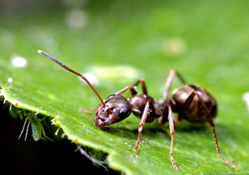 7 natural ways to get rid of ants | How to get rid of Ants