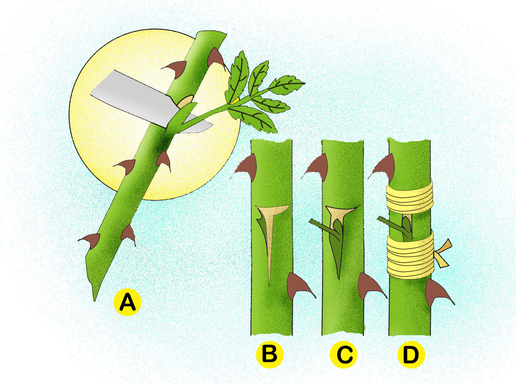 How To Propagate Your Plants By Cutting Air Layering Plants Naturebring 0603