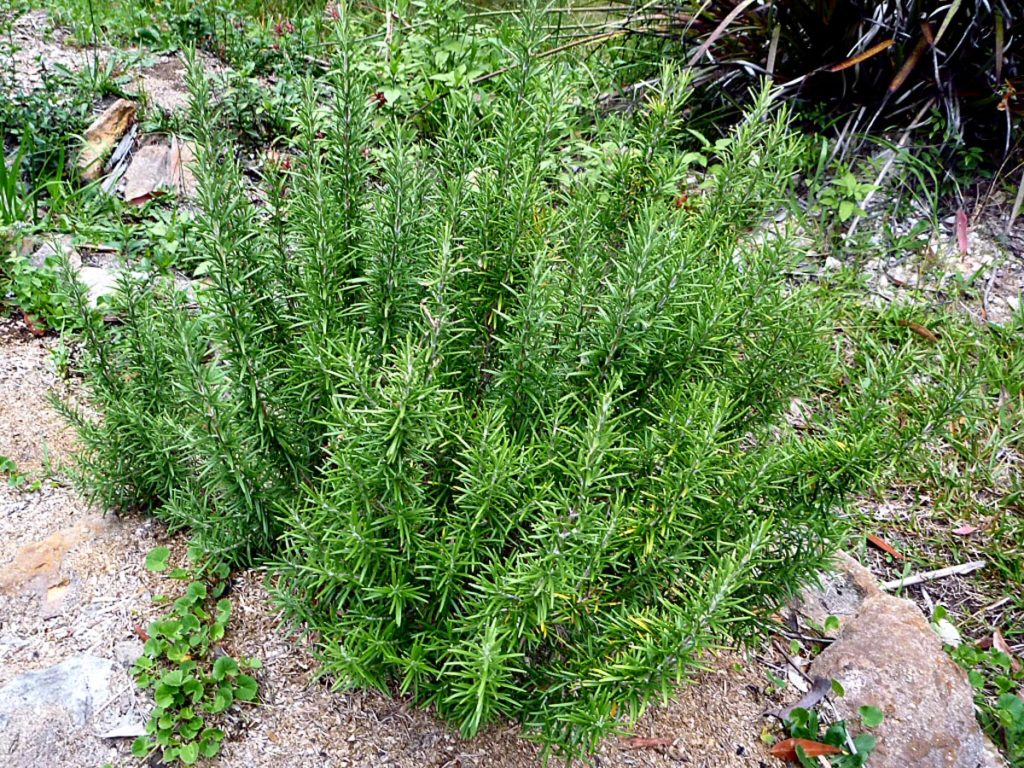 how to grow rosemary