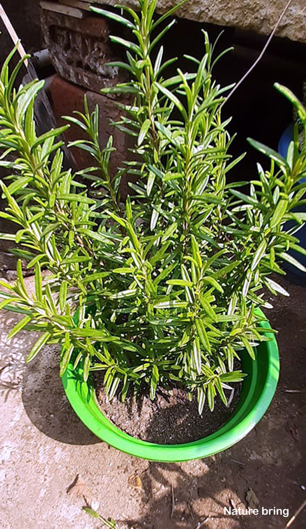 Growing Rosemary in containers