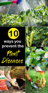 10 ways you prevent the Plant diseases | How to control Plant diseases ...